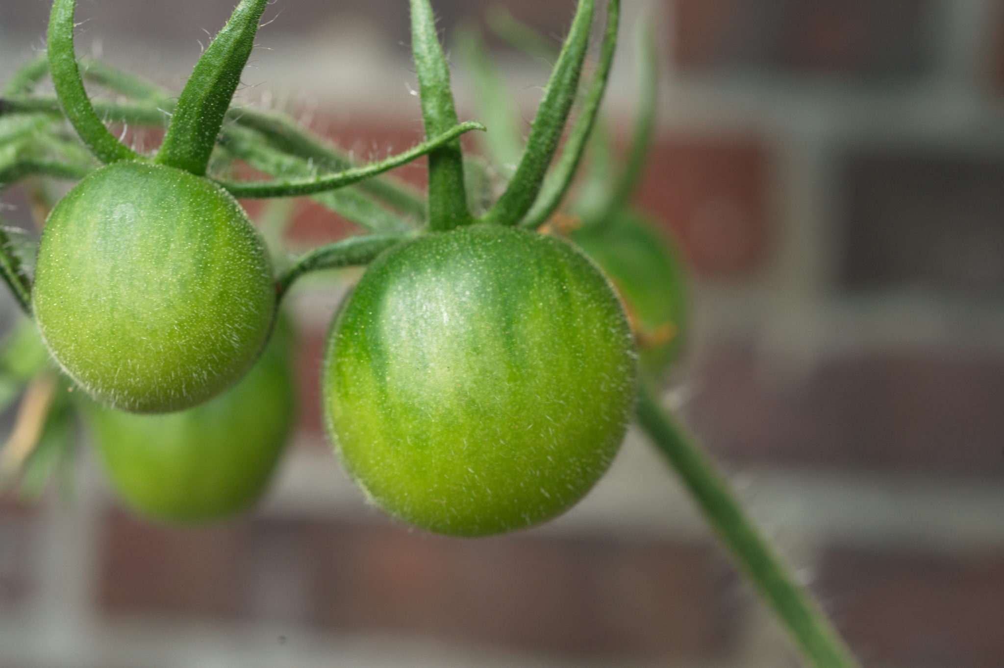 20210721  Gruen(t)raumHeimfeld 044